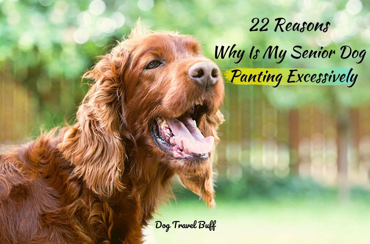 why do dogs pant excessively