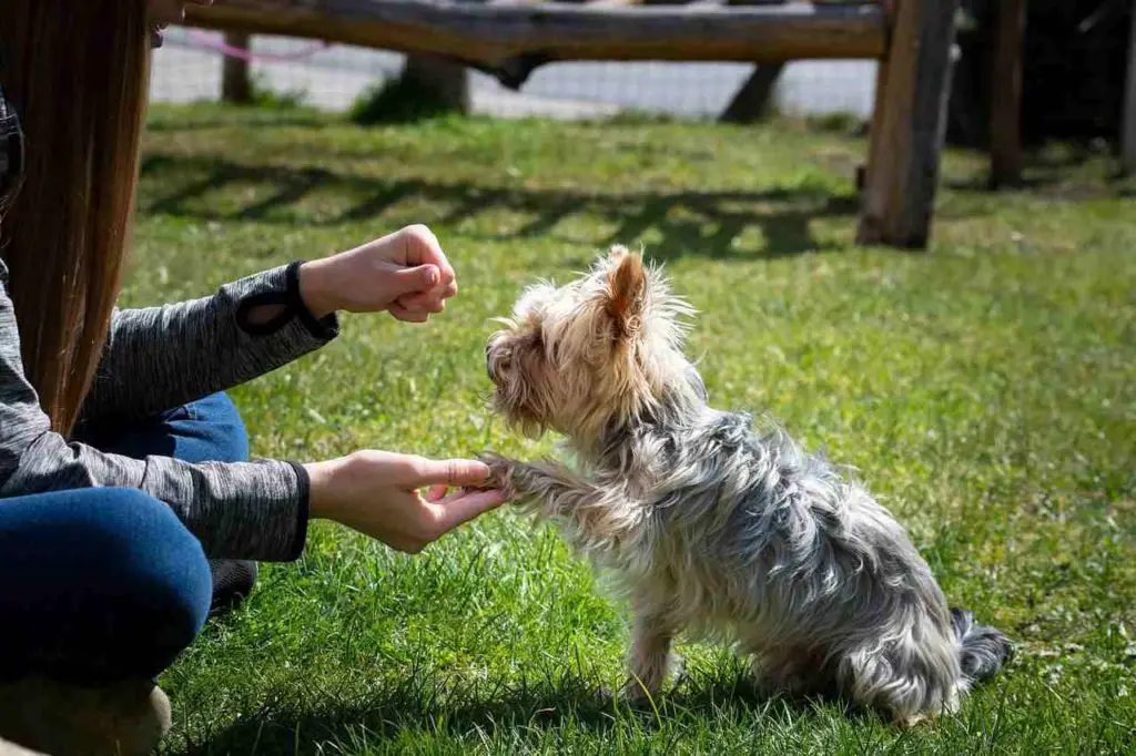 How To Calm Down A Puppy_dog training