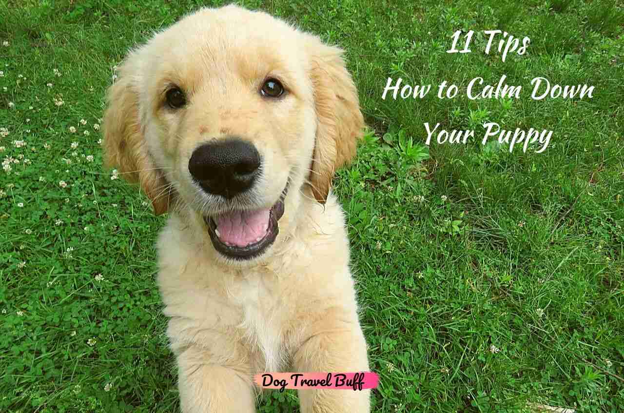 How To Calm Down A Puppy