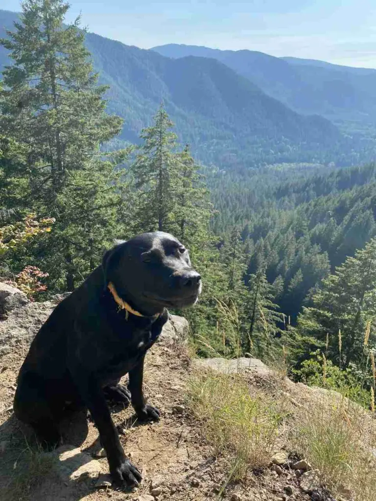 Best Dog-Friendly Hikes In Oregon_Castle Canyon Trail