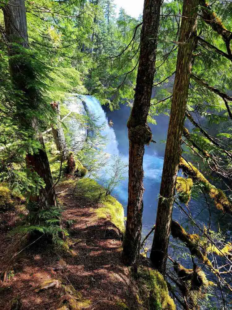 The McKenzie River Trail