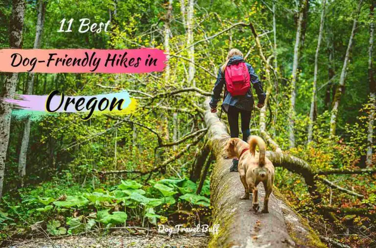 Best Dog-Friendly Hikes In Oregon