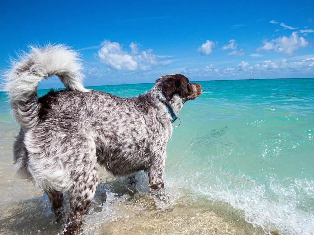 Haulover Beach