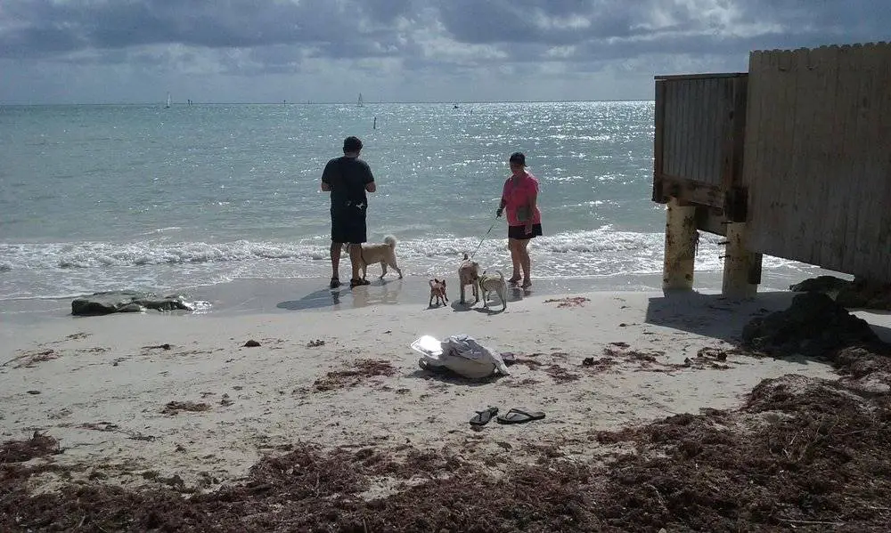 Haulover Beach Dog Beach