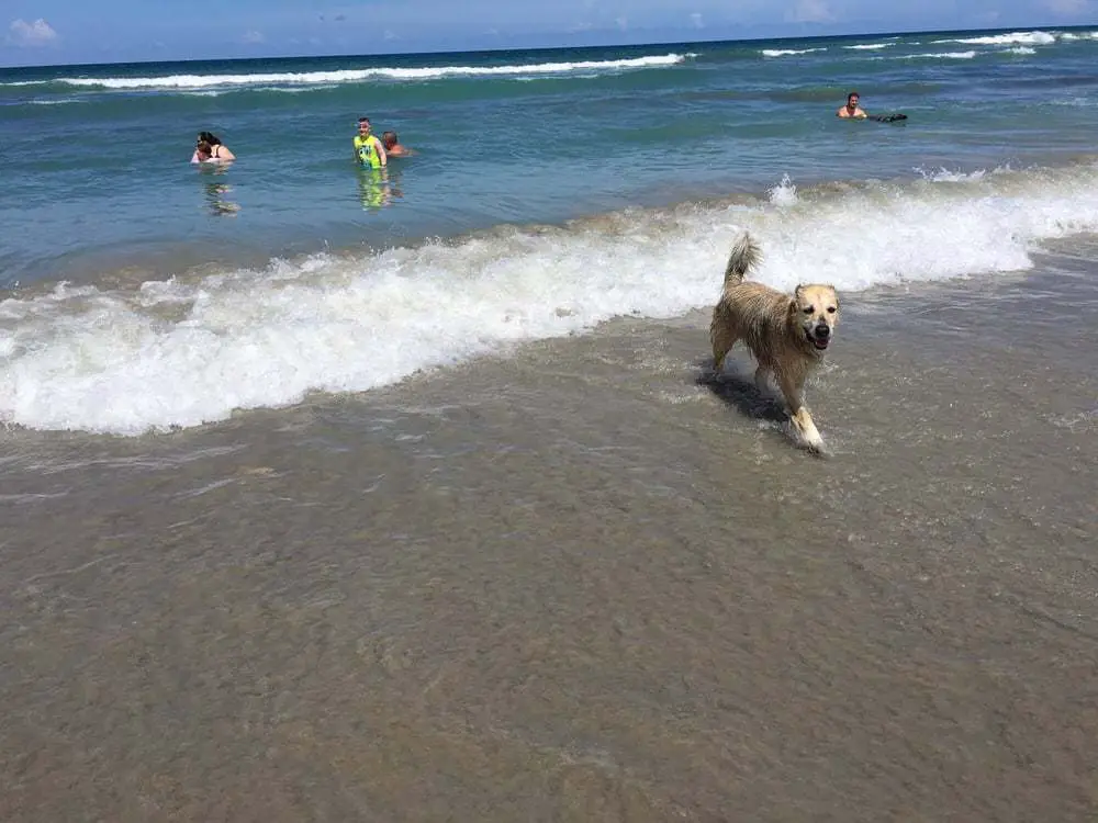 Walton Rocks Dog Beach