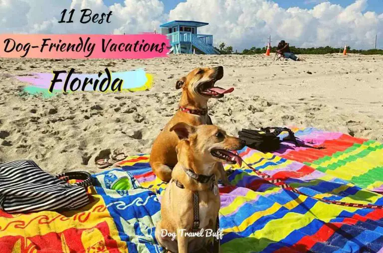 11 Amazing Dog-Friendly Vacations in Florida