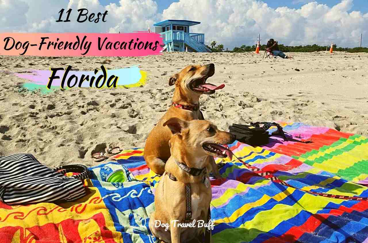 11 Amazing Dog Friendly Vacations In Florida DogTravelBuff