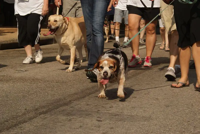 Mighty Texas Austin Dog Walk