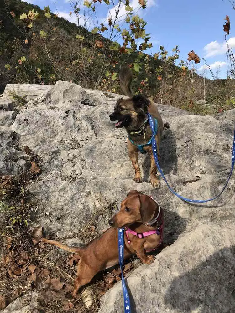 dog friendly Lost Maples State Park