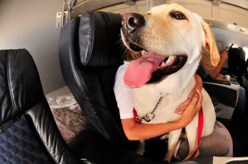 Flying With A Large Dog In Cabin