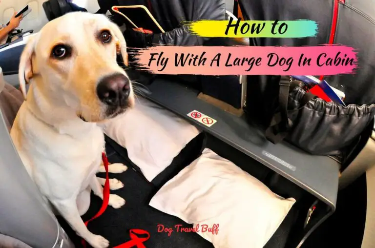 6 Things To Know Flying With A Large Dog In Cabin: Airlines That Allow Large Dogs