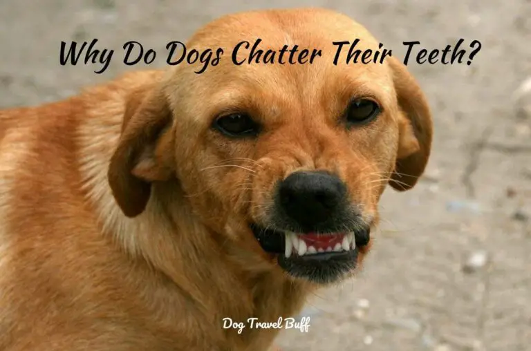 7 Reasons Why Do Dogs Chatter Their Teeth?