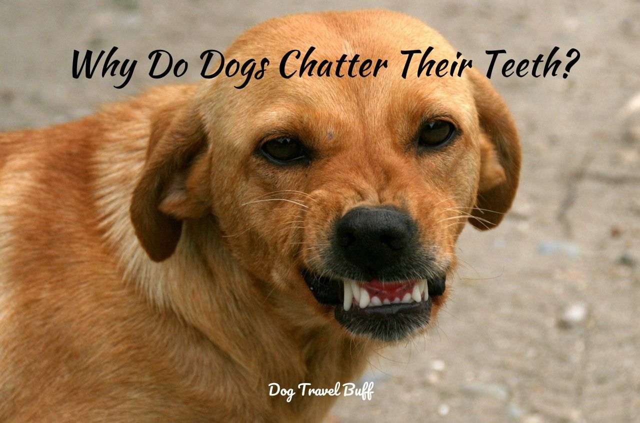 Why Do Dogs Chatter Their Teeth?