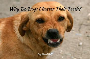 why do dogs chatter their teeth after smelling something