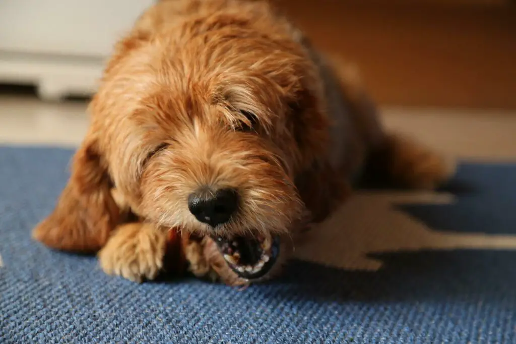 Why Do Dogs Chatter Their Teeth?