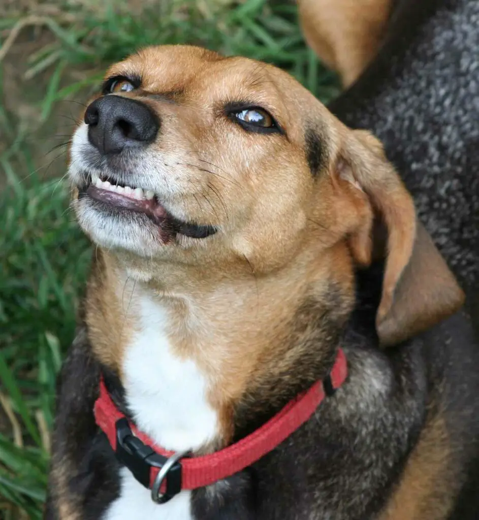 Dogs Chatter Teeth