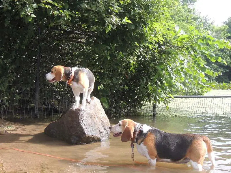 Dog-Friendly Beaches In NYC_Prospect Park Dog Beach