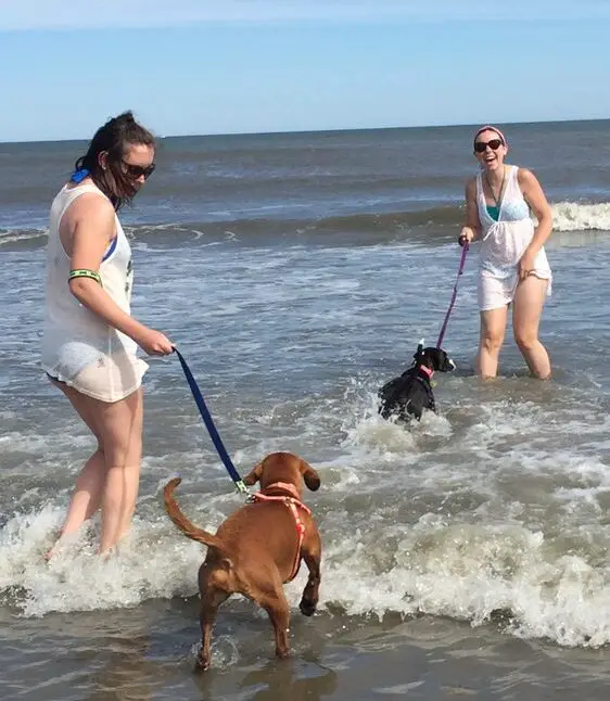 Wildwood Beach And Dog Park