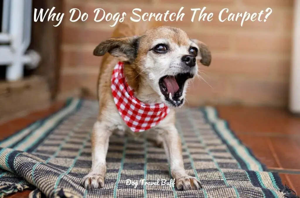 11 Reasons Why Do Dogs Scratch The Carpet Easy Solutions