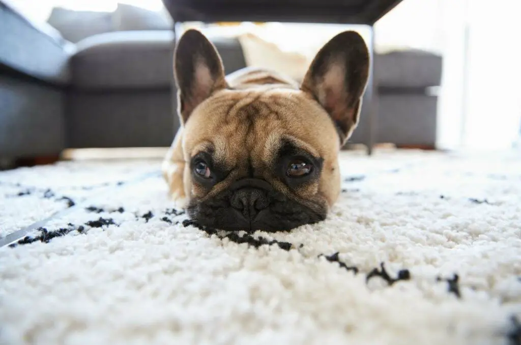 Dogs Scratching The Carpet