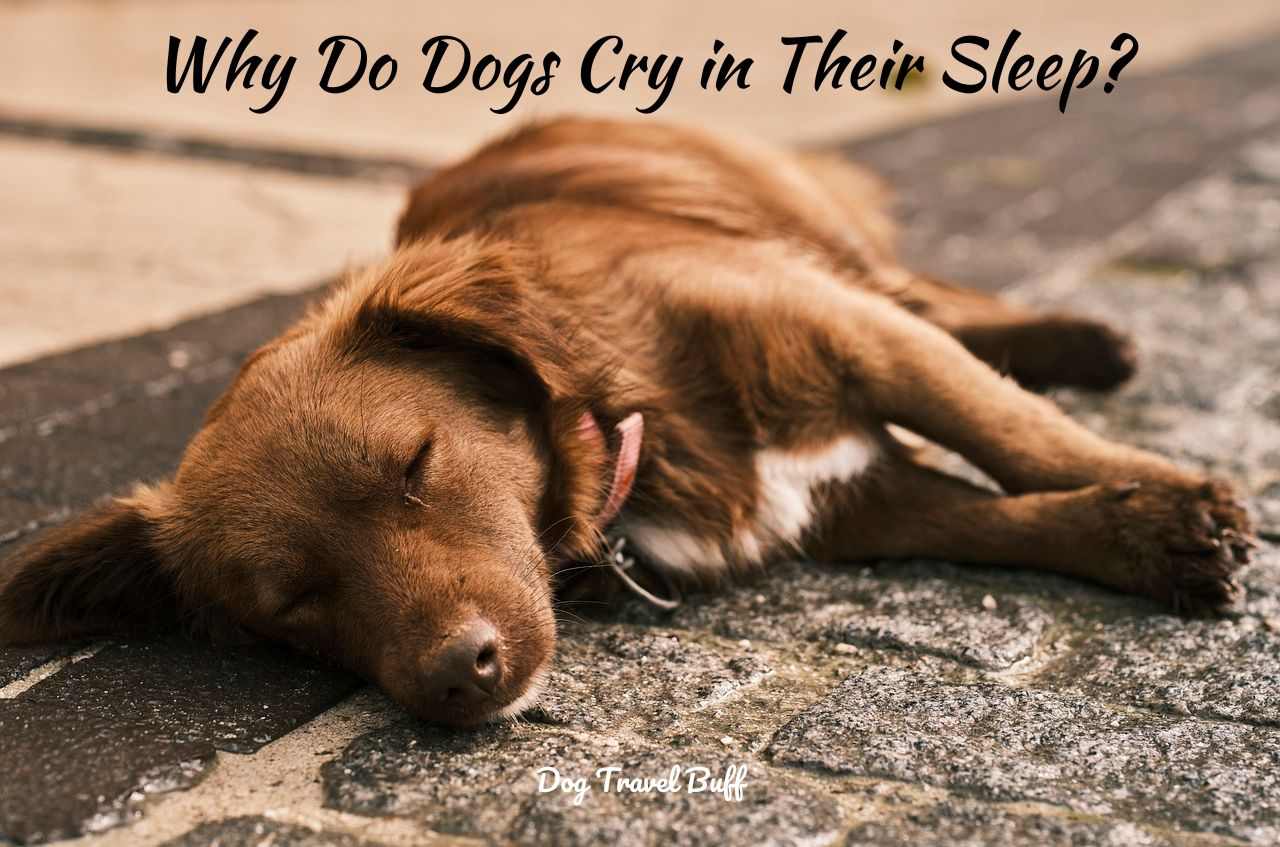 why do dogs cry in their sleep