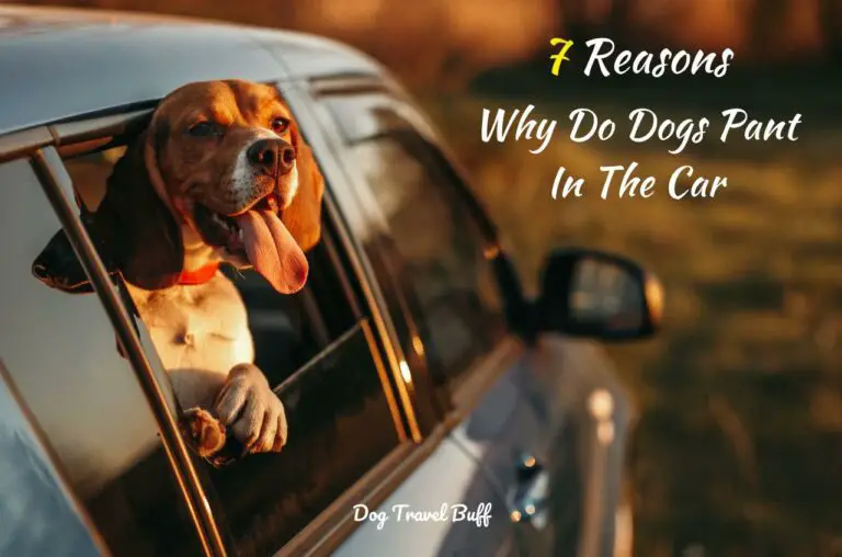7 Reasons Why Do Dogs Pant In The Car (Causes And Solutions)