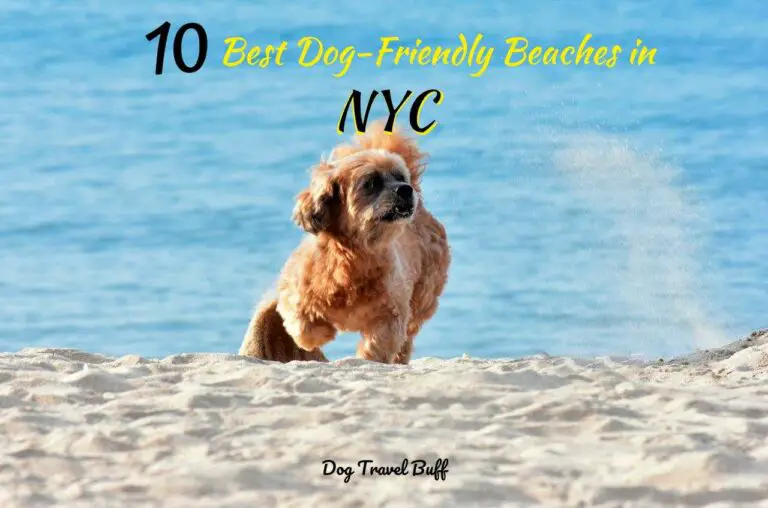 10 Best Dog-Friendly Beaches In NYC