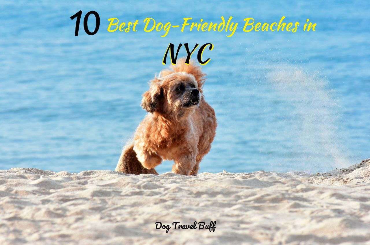 Dog-Friendly Beaches In NYC