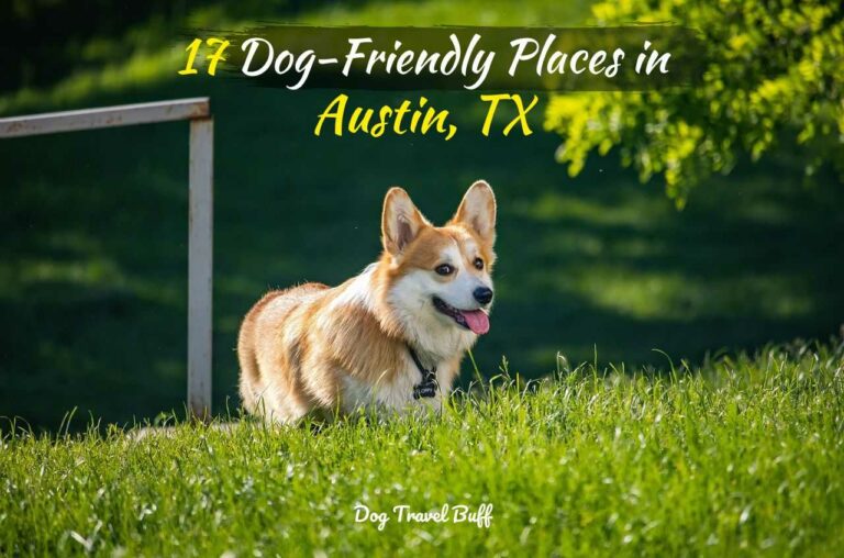 Dog-Friendly Places in Austin