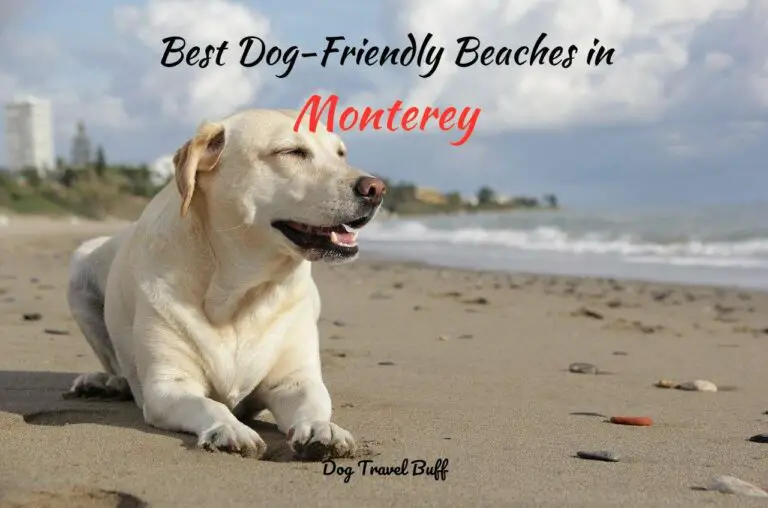 9 Best Dog-Friendly Beaches in Monterey, CA