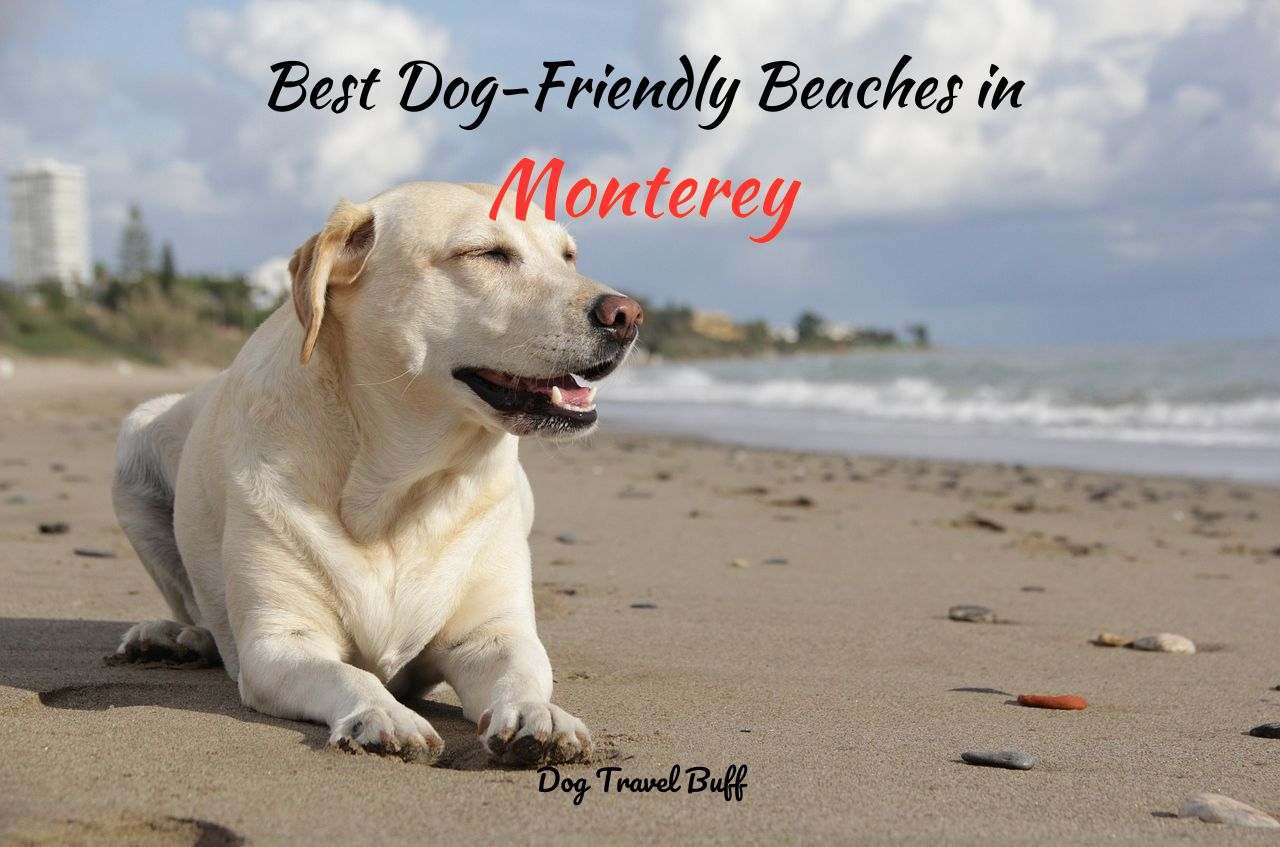 Best Dog-Friendly Beaches in Monterey, CA