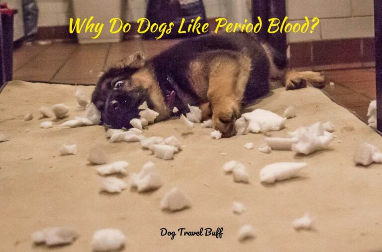 8 Reasons Why Do Dogs Like Period Blood (What Can You Do?)
