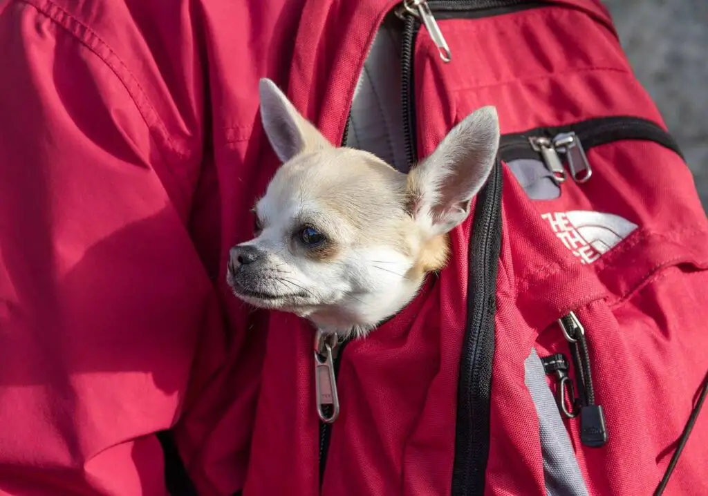 How To Make Your Dog Comfortable With Dog Carrier