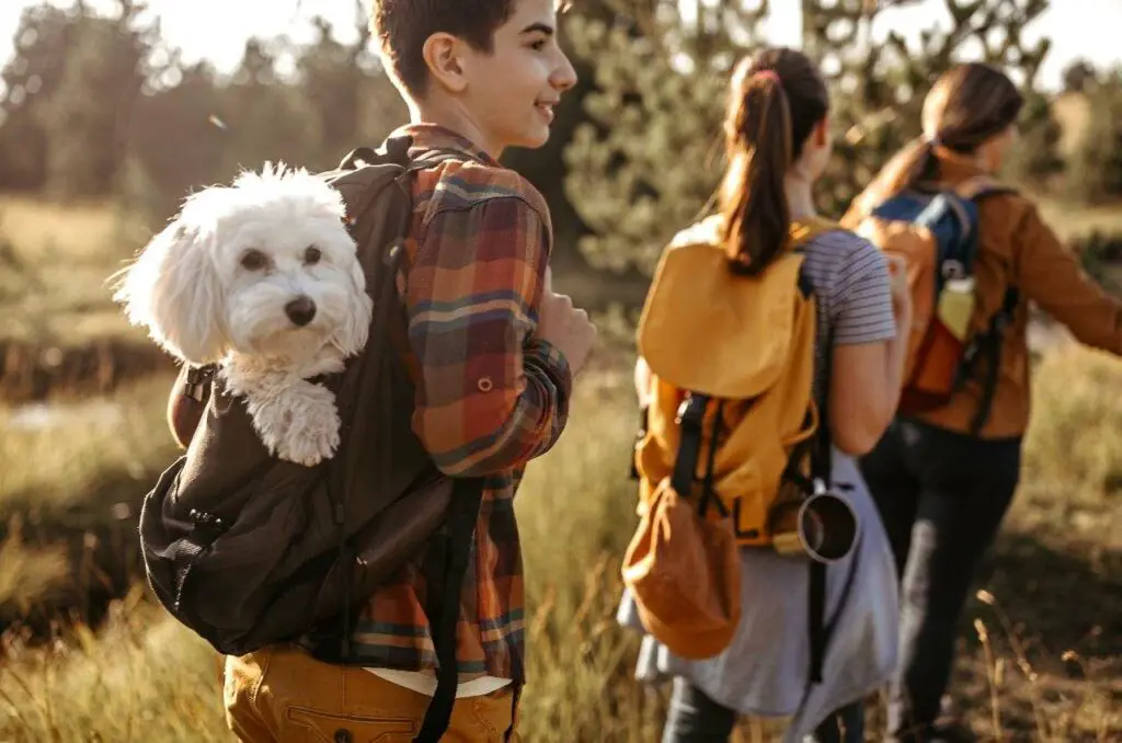 happy dog in dog carrier backpack