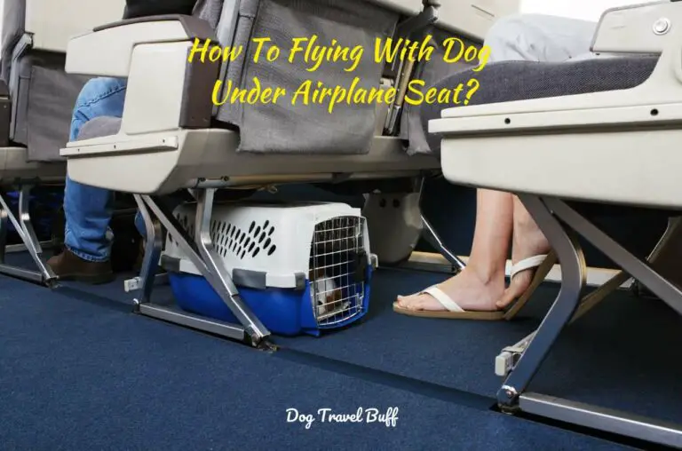 How To With Dog Under Airplane Seat? Pet Policy, Cost & Tips