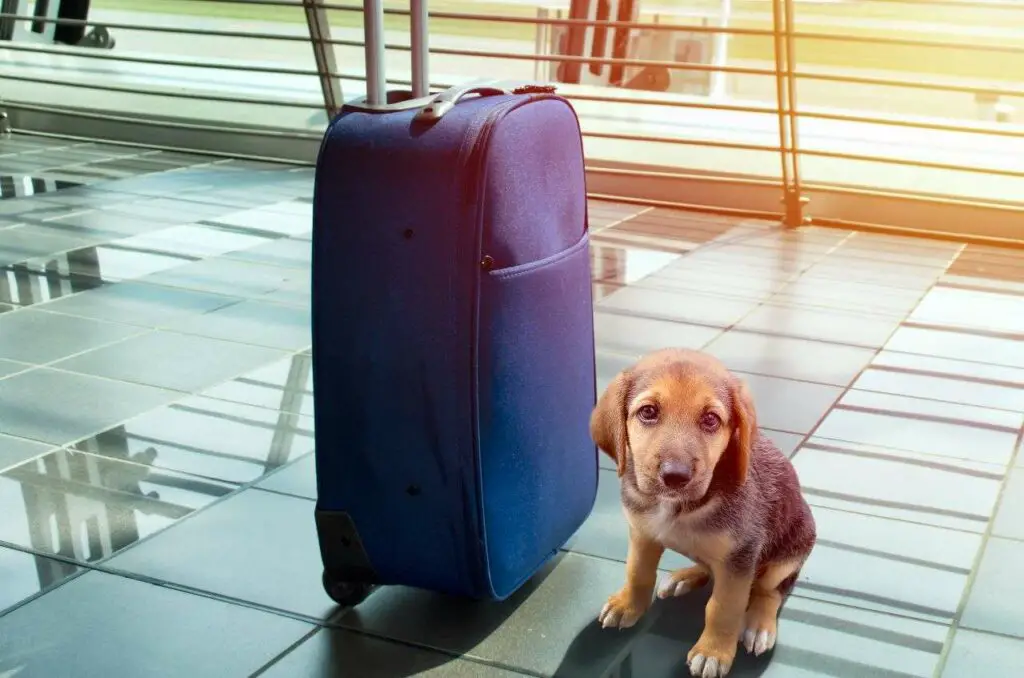 Dog Under Airplane Seat