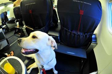 how big of a dog can fit under a airplane seat