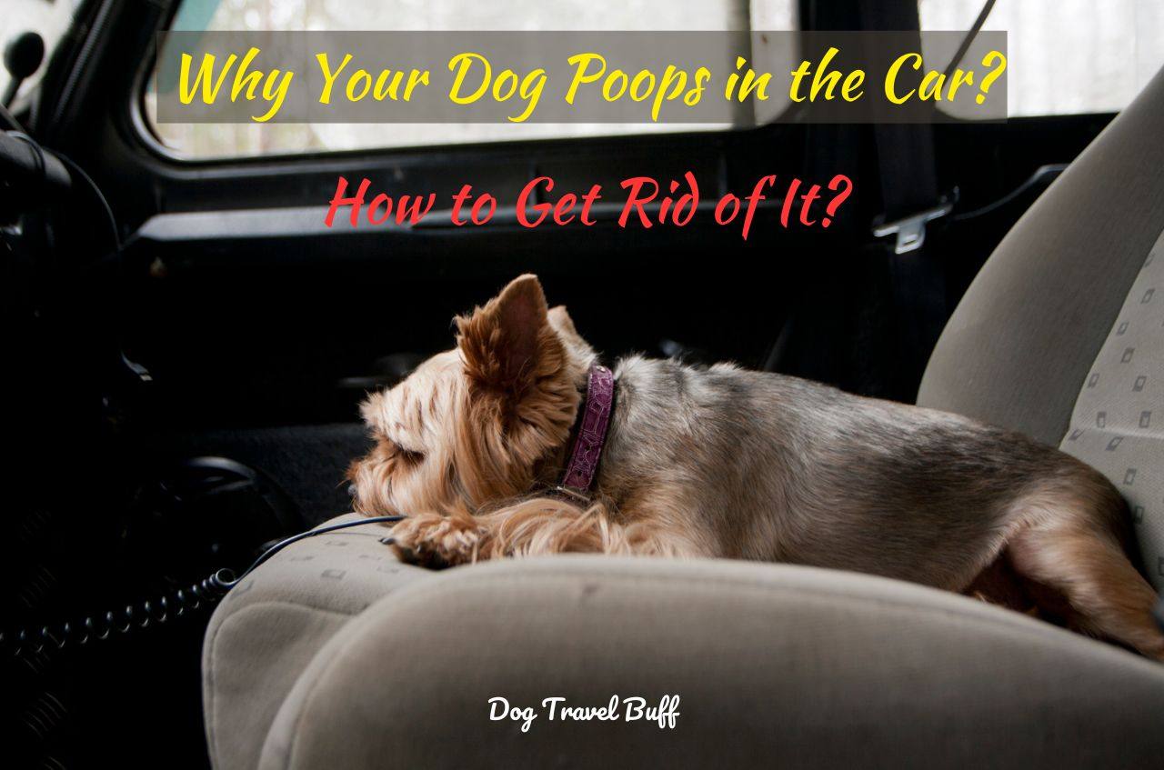 why-does-my-dog-poop-in-the-car-how-to-get-rid-of-it-fast