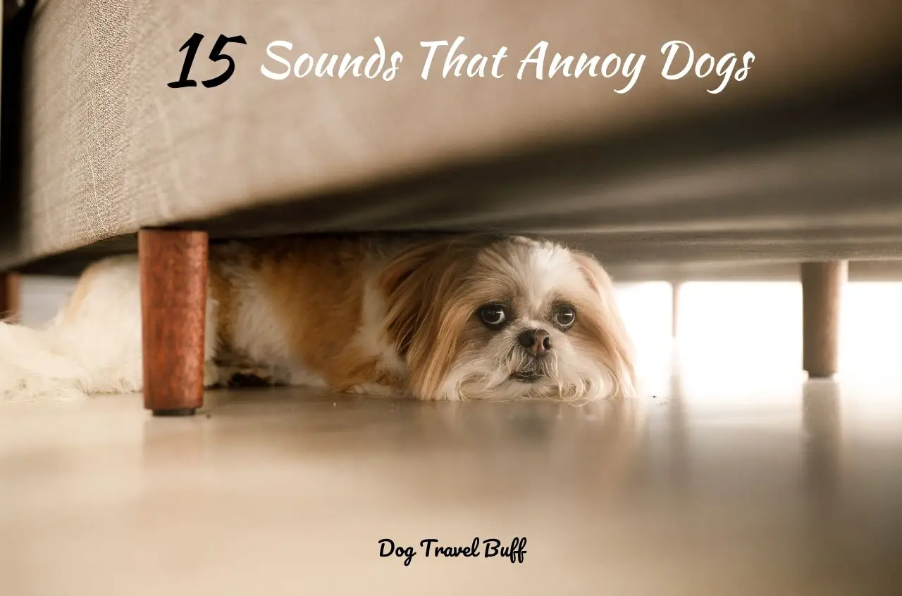 Sounds That Annoy Dogs