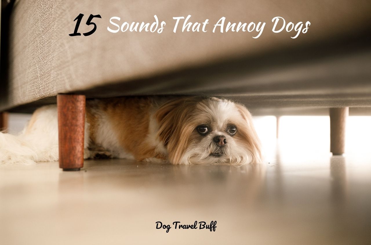 Sounds That Annoy Dogs