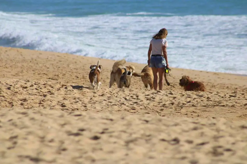 Dog-Friendly Beaches in Michigan_Pictured Rocks National Lakeshore