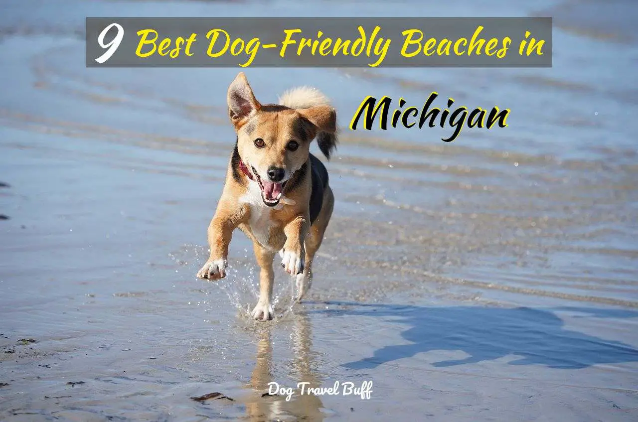 Dog-Friendly Beaches in Michigan
