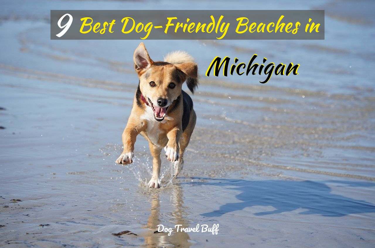 Dog-Friendly Beaches in Michigan