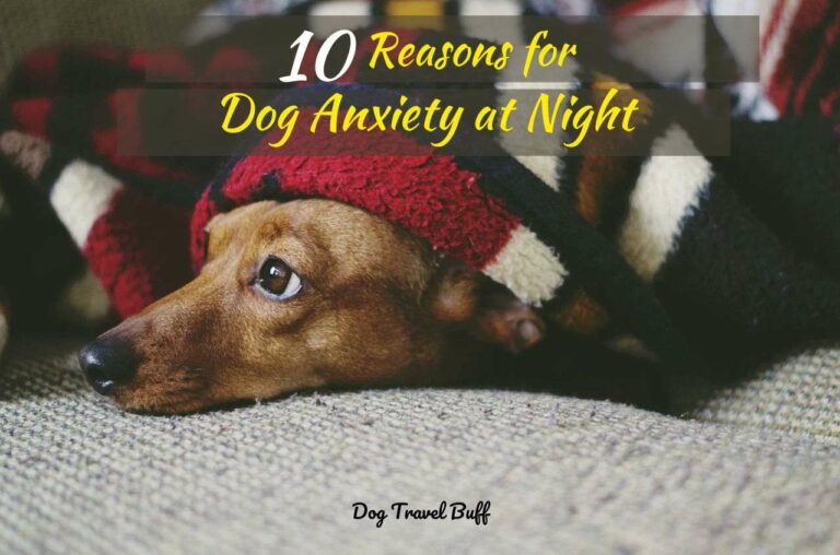 10 Reasons For Dog Anxiety At Night: How To Calm A Restless Dog