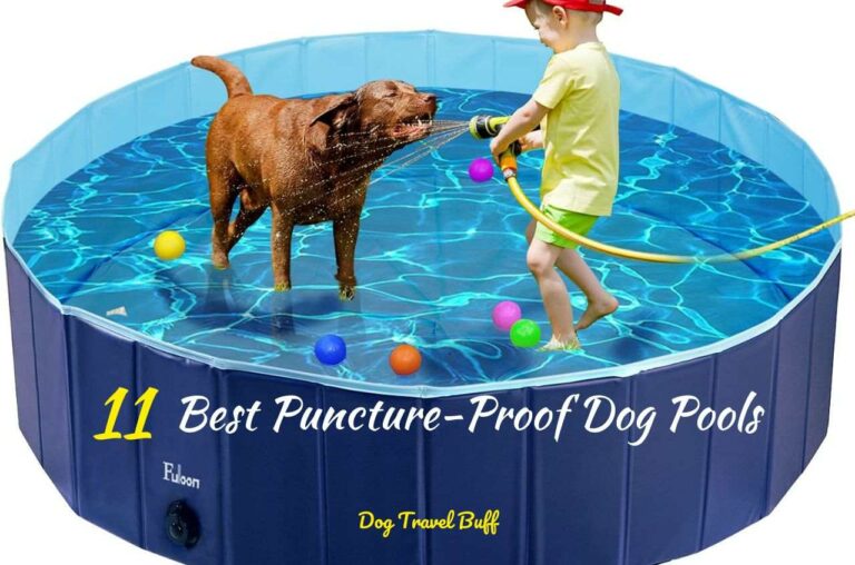 11 Best Puncture-Proof Dog Pools 2023 Review