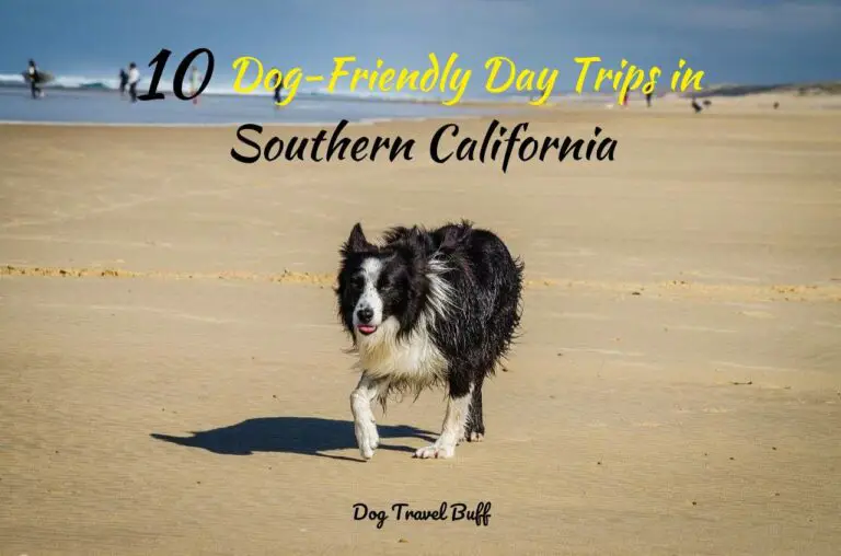 10 Best Dog-Friendly Day Trips in Southern California