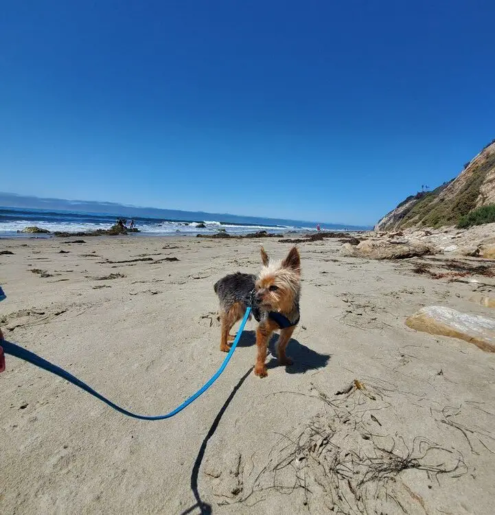 Arroyo Burro Beach Park