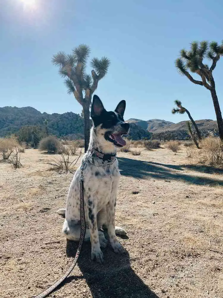 Joshua Tree NP