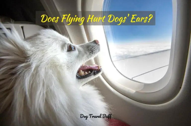 Does Flying Hurt Dogs’ Ears? 6 General Information & Tips