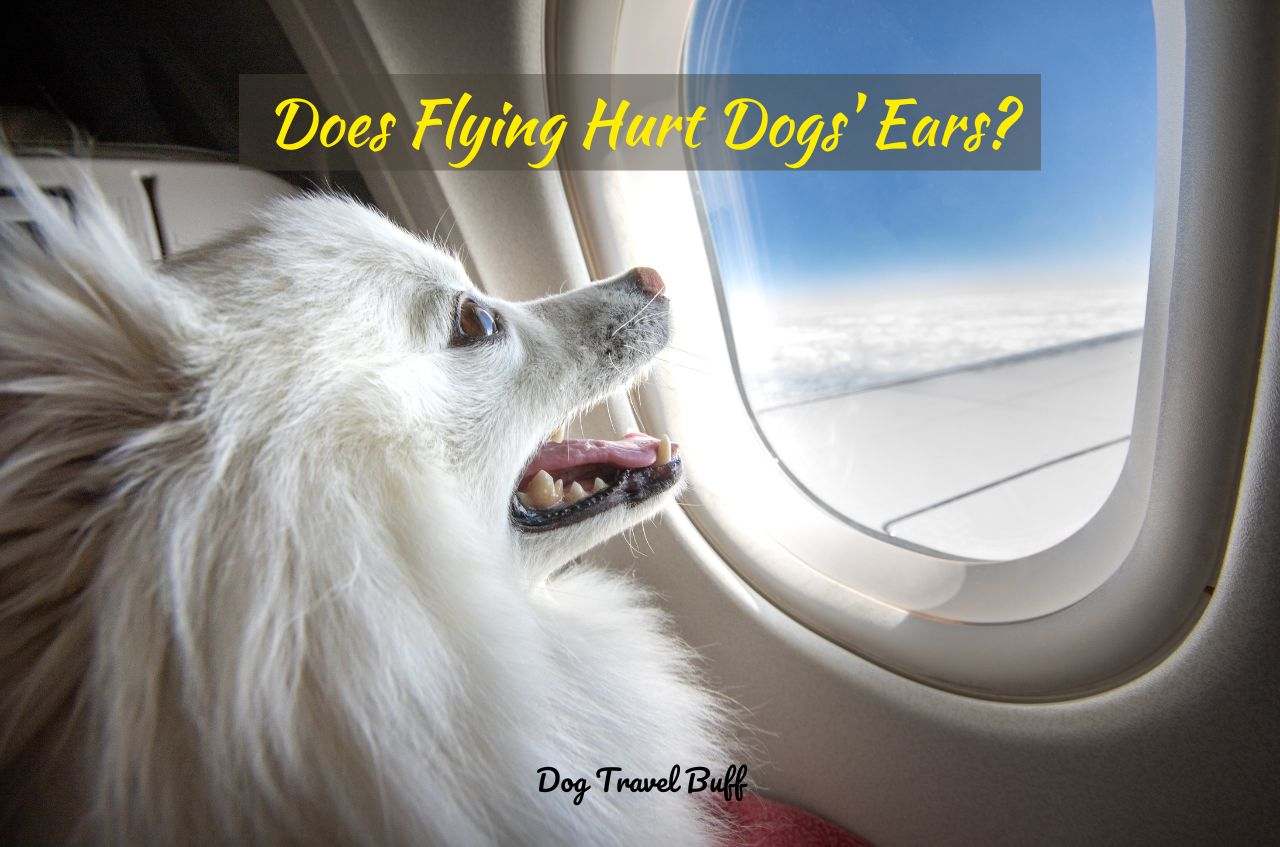 Does Flying Hurt Dogs' Ears